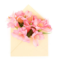 Pink alstroemeria in envelope, isolated on white