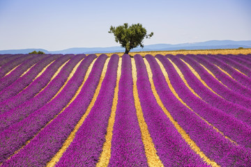 Lavender and lonely tree uphill. Provence, France