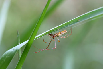 Spider lives on grass