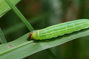 Green caterpillar