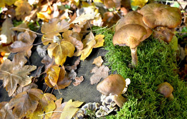 Fototapeta premium Mushrooms in the forest