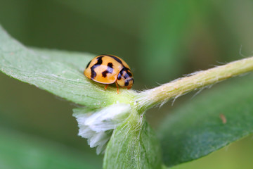 Ladybug