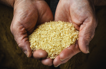 brown rice in old hand