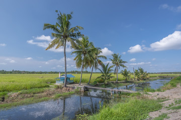 Obraz premium View of paddy field and coconut palm tree at in Sungai Rambai Village Malacca Malaysia