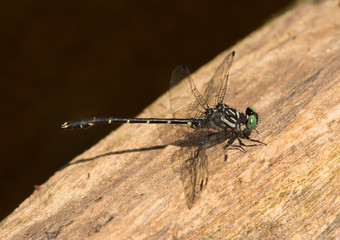 Eastern Least Clubtail Dragonfly in Wisconsin Northwoods