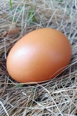 One brown chicken egg on grass