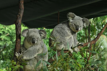 No drill light filtering roller blinds Koala Two koalas in a tree