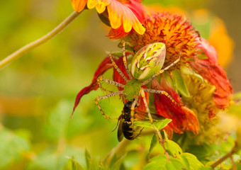Green Lynx Spider