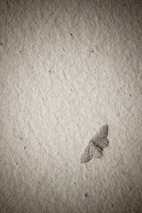 Moth on a plaster wall.