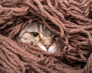 funny cat is preparing for the cold autumn and winter, wrapped up and hide in the pile thread...