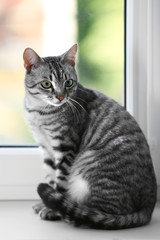 Beautiful cat near window close-up