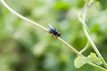 Fly