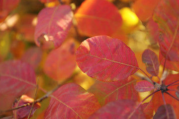 Autumn tree branch closeup