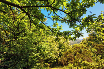 Sunshine in theforest