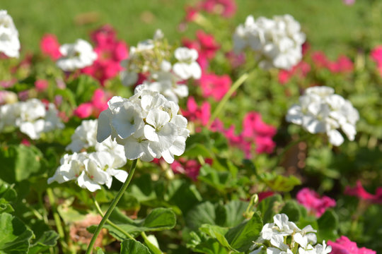 White Geranium Flowers in sun shine