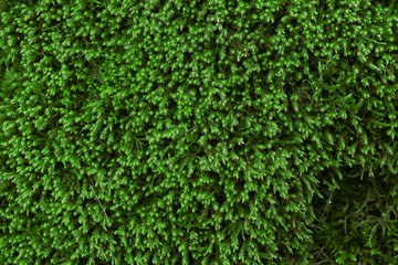 Spruce background, close up