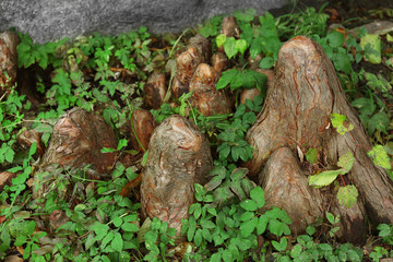 Close up view on snags in the park