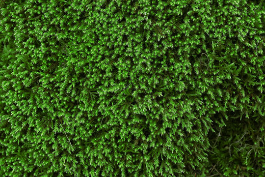 Spruce background, close up © Africa Studio