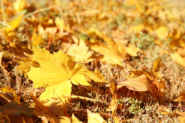 Colorful autumn leaves