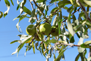 Fresh apples on the tree, close up