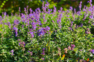 Obraz premium Bush with lilac flowers, close up