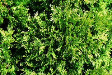Thuja background, close up