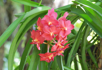 Bouquet of red flowers orchids