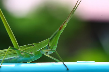 Green grasshopper