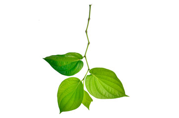 Green betel leaf isolated on white background