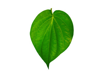 Green betel leaf isolated on white background