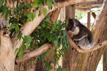 Holding a Koala at Cleland nature park
