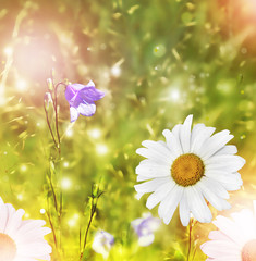Wildflowers daisies. Summer landscape.