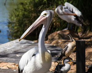 Australian pelican by fresh water pond