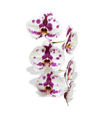Obraz premium Orchid