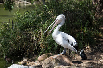 Australian pelican by fresh water pond