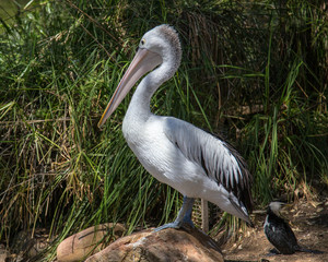Australian pelican by fresh water pond