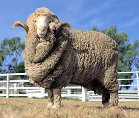 Crédence de cuisine en verre imprimé Moutons Stud Merino ram dans une ferme en Australie.