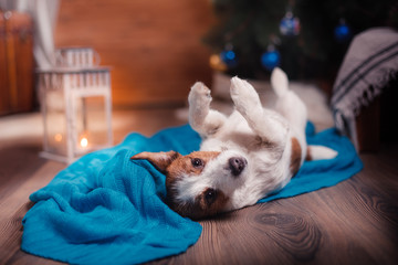 Dog Jack Russell Terrier portrait on a studio background