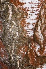 Poplar bark background.