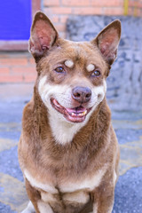 Portrait of cute dog with soft eyebrow.