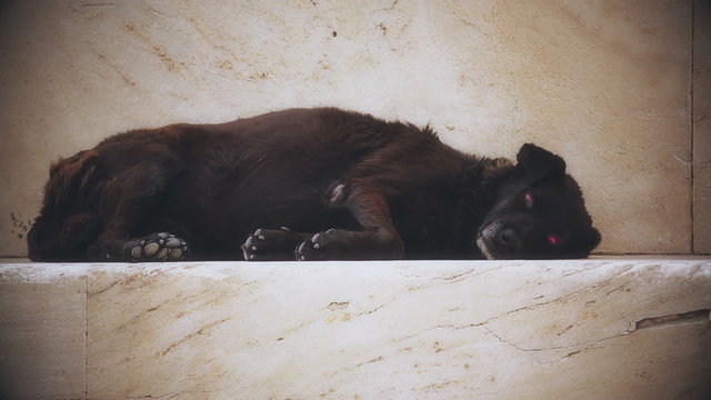 Ominous black hellhound looking in camera, horror film, hellish red-eyed dog