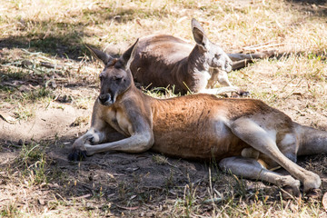 Kangaroo at Cleland wildlife park south australia