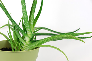 fresh aloe in pot