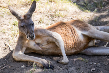 Kangaroo at Cleland wildlife park south australia