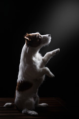 Dog Jack Russell Terrier