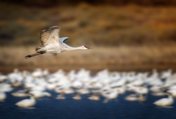 Sandhill crane