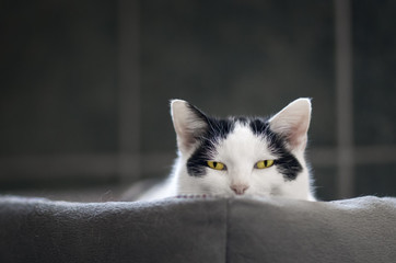 watching cat