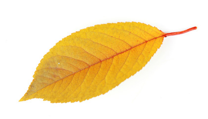 Beautiful autumn leaf, isolated on white