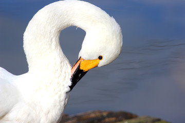 Obraz premium 毛づくろいする白鳥