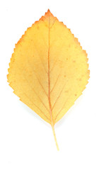 Beautiful autumn leaf, isolated on white